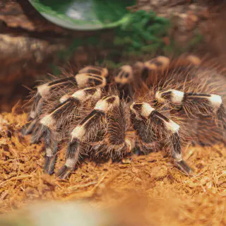 /img/20684-tarantula-terrarium.webp