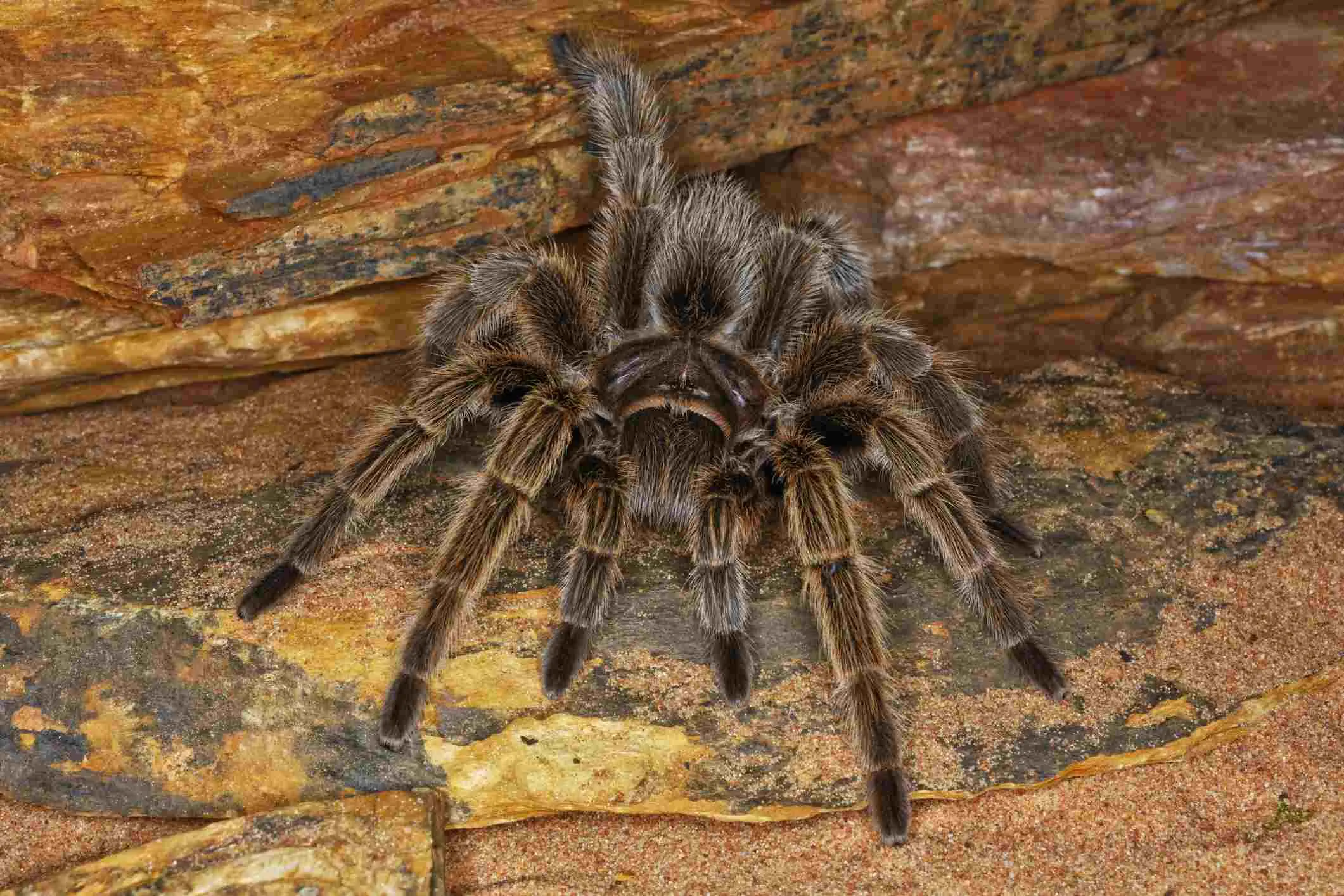 20685 tarantula pet care