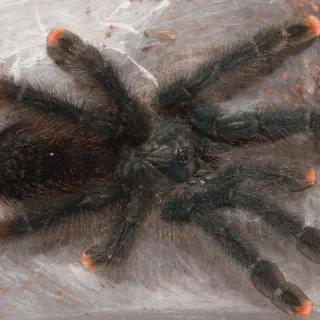 /img/20685-tarantula-pet-diversity.webp