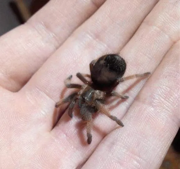 20685 tarantula pet feeding