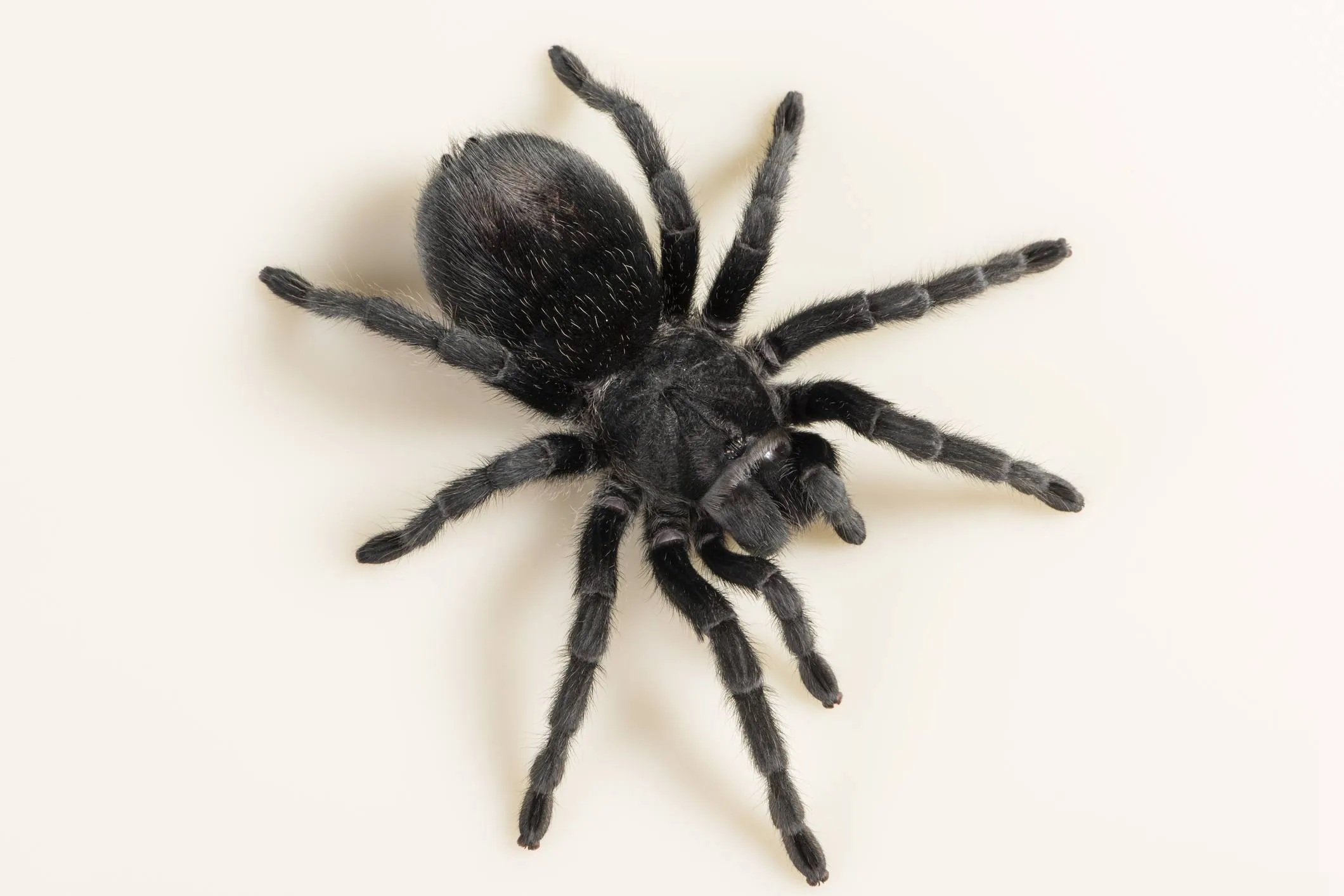 20685 tarantula pet handling