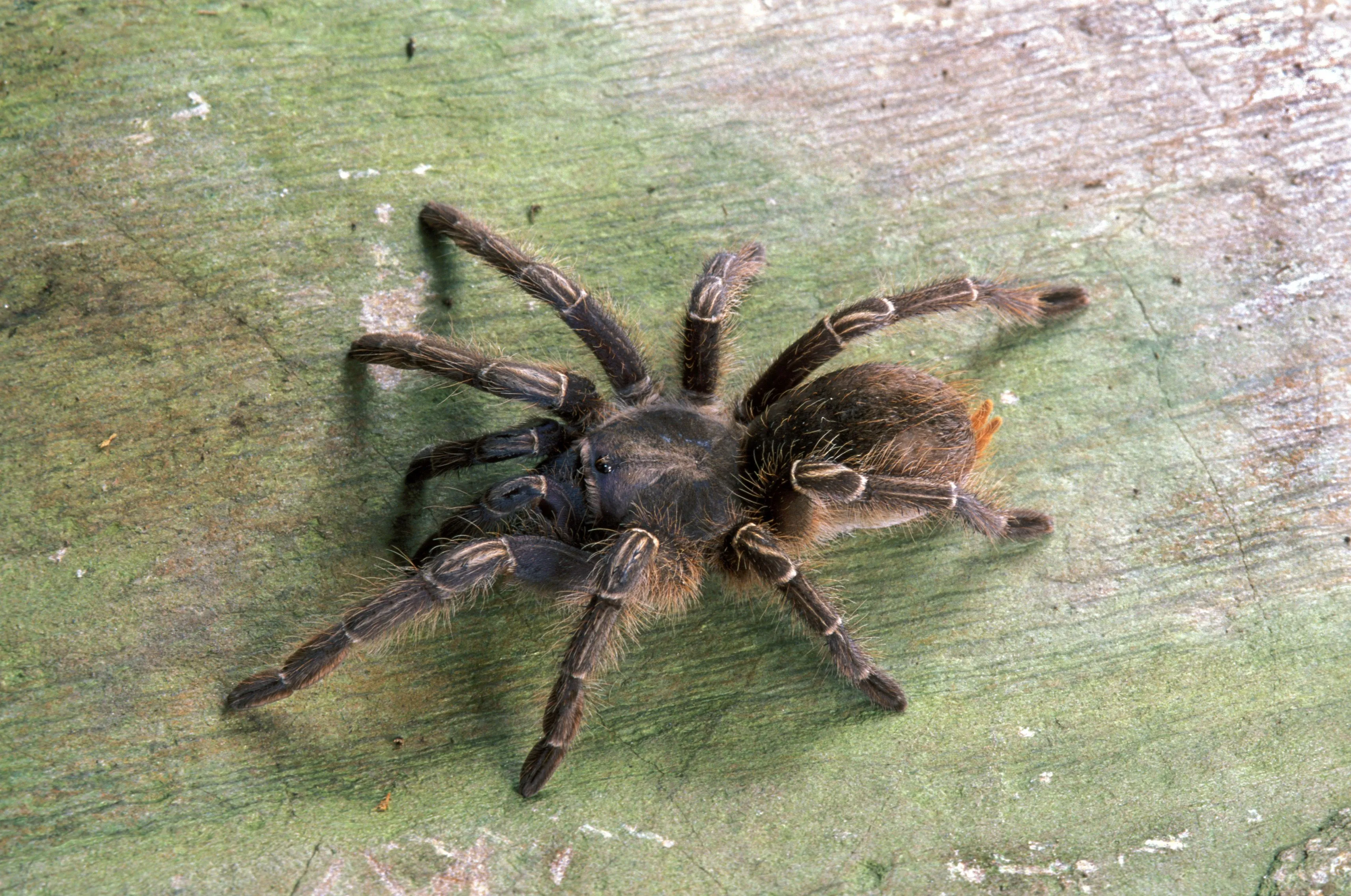 20685 tarantula pet observing