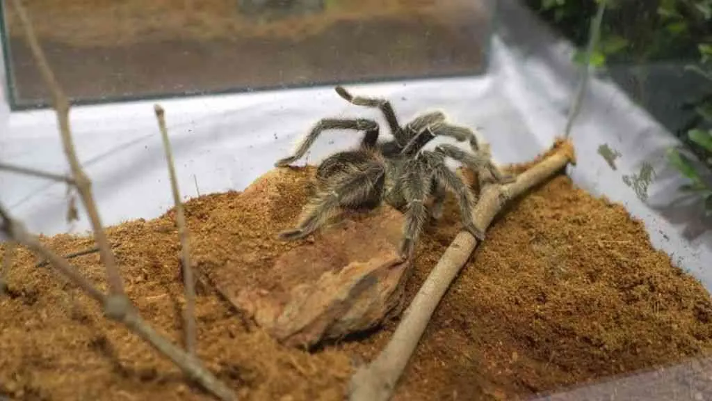 20685 tarantula pet species