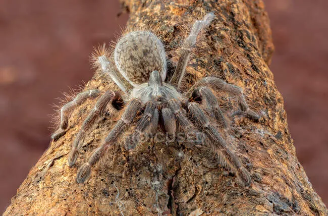 20686 african baboon tarantula appearance