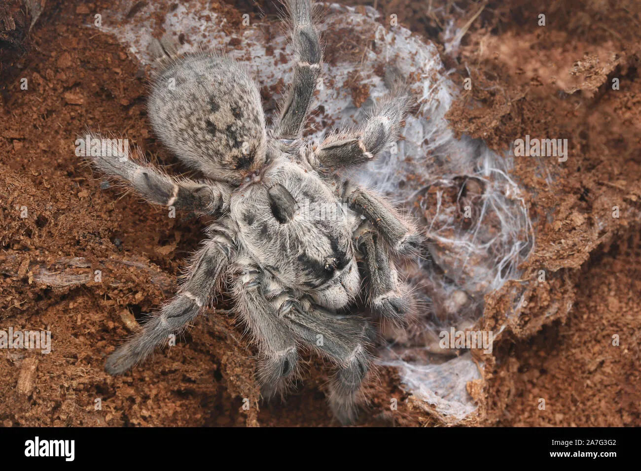 /img/20686-african-baboon-tarantula-breeding.webp