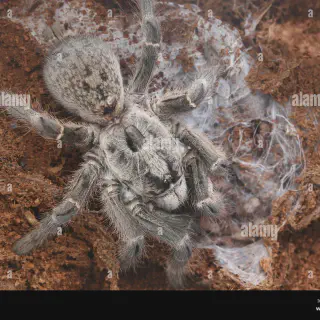 /img/20686-african-baboon-tarantula-breeding.webp