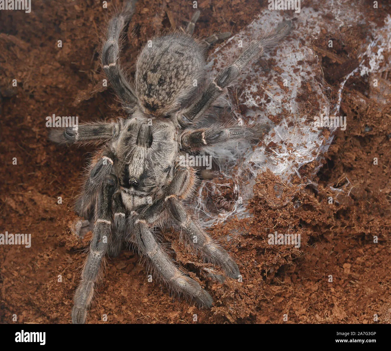 20686 african baboon tarantula feeding