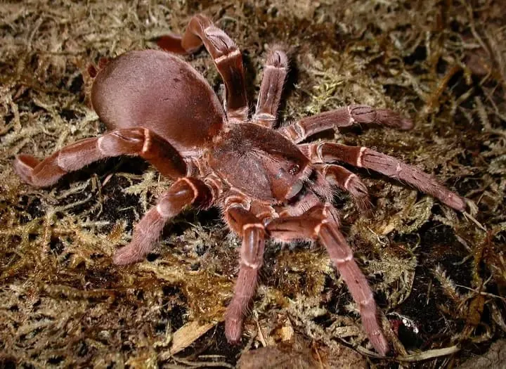 20686 african baboon tarantula habitat