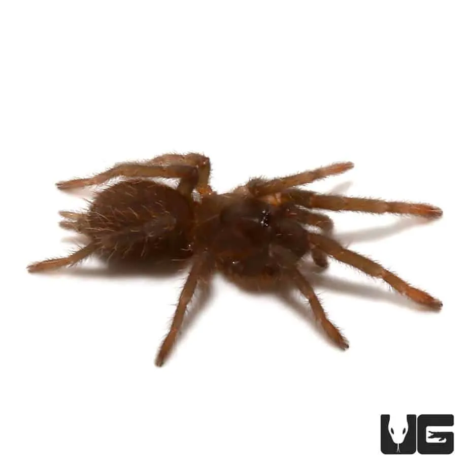 20686 african baboon tarantula handling