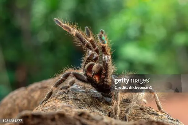 20686 african baboon tarantula molting