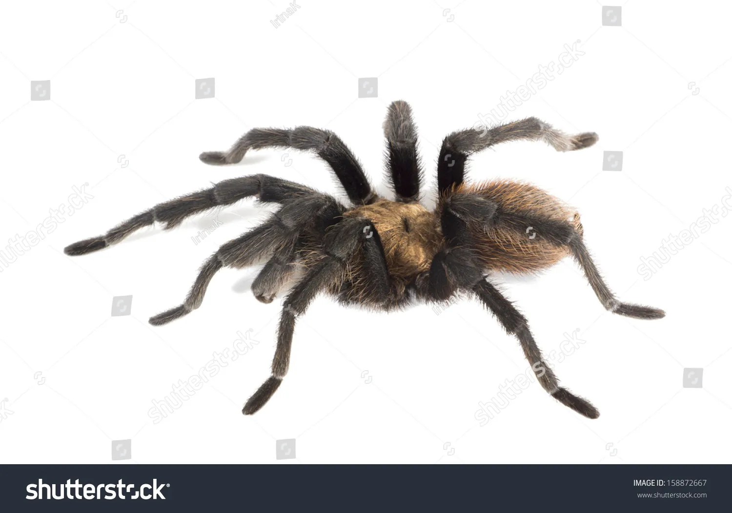 20687 missouri tarantula identification