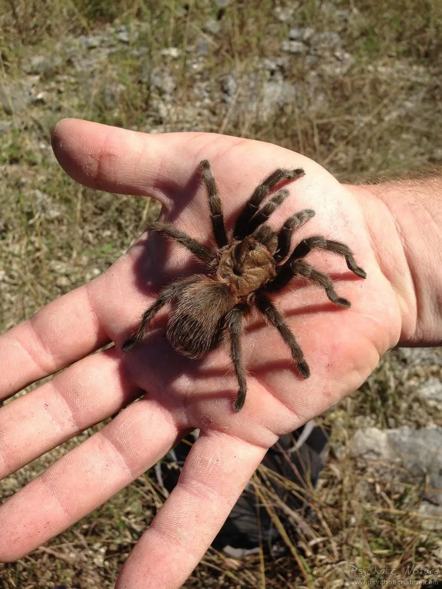 20687 ozark tarantula location