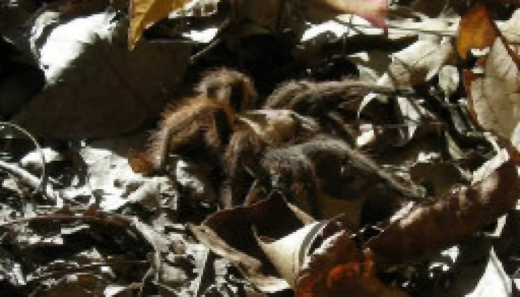 20687 safe tarantula observation