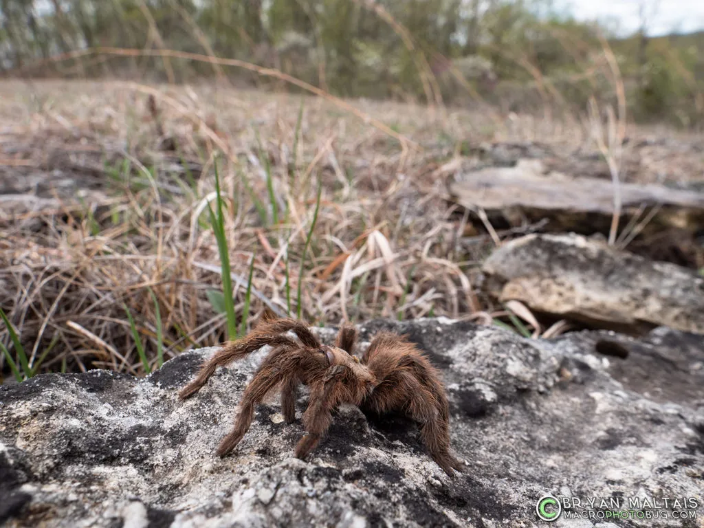 20687 southwestern missouri tarantulas