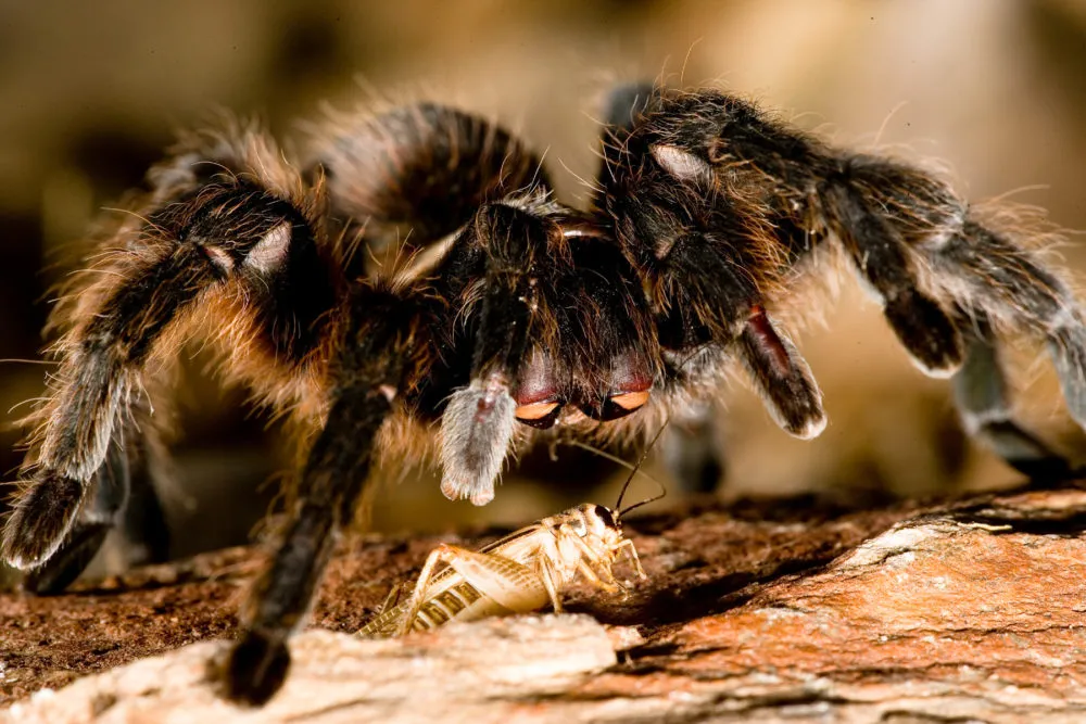 /img/20687-tarantula-conservation.webp
