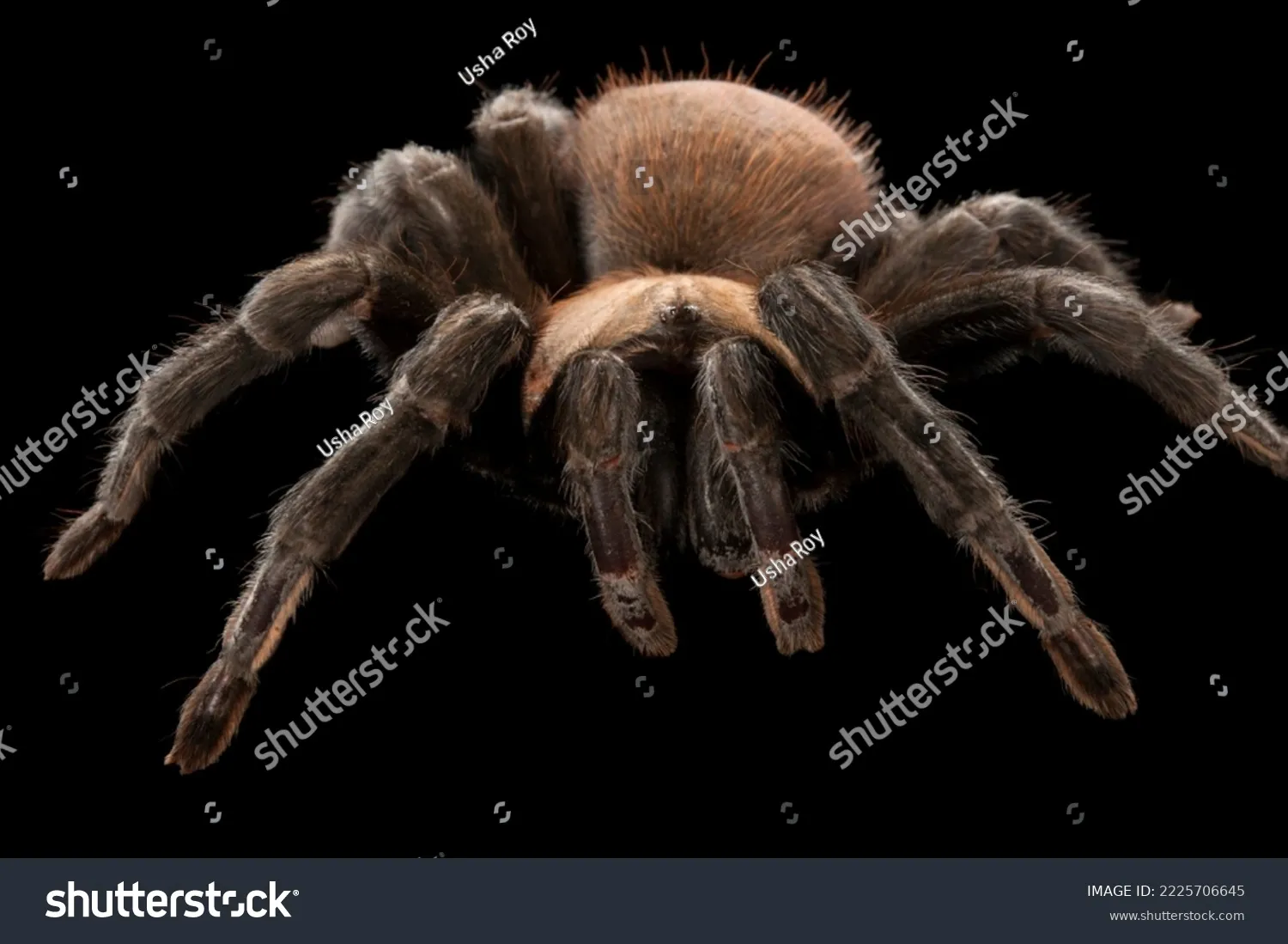 20687 tarantula seasonal activity