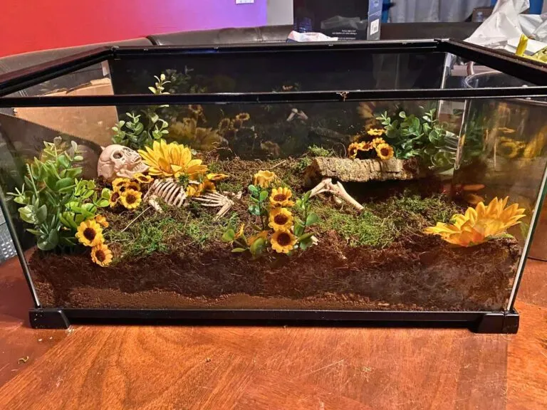 20688 tarantula plant 3