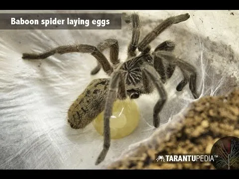 20689 tarantula farm minecraft