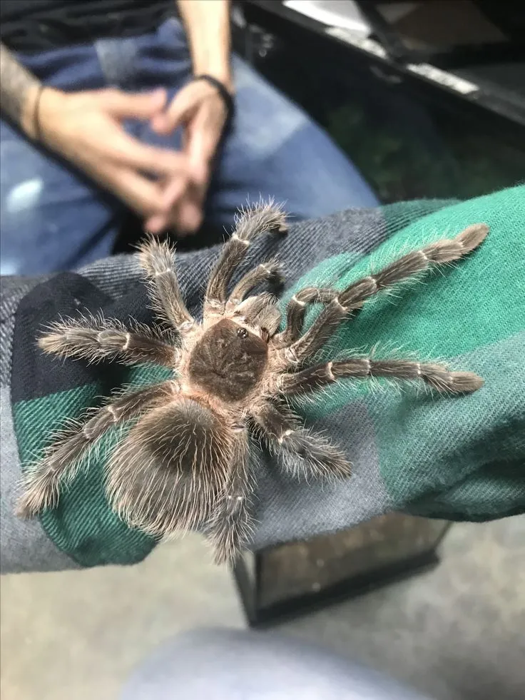 20691 tarantula color variety