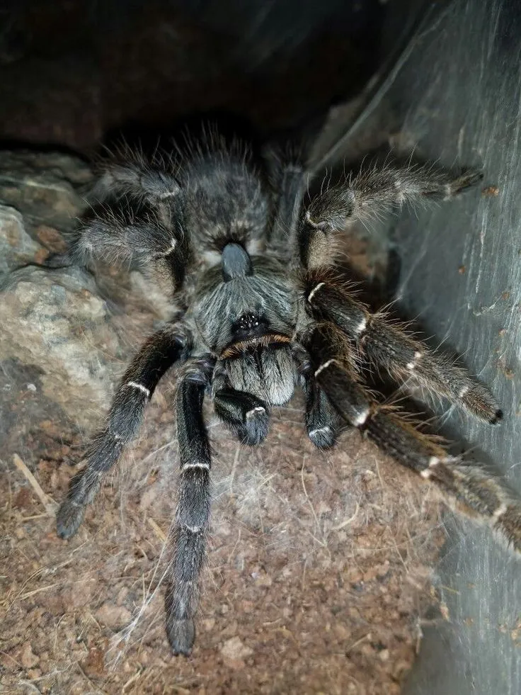 20691 tarantula feeding