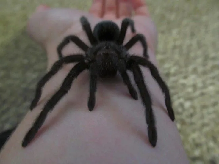 20691 tarantula habitat
