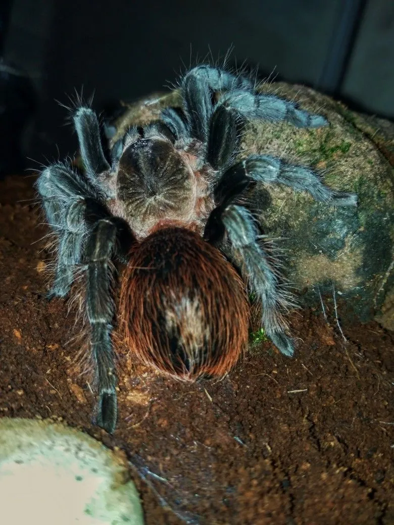 20691 tarantula handling