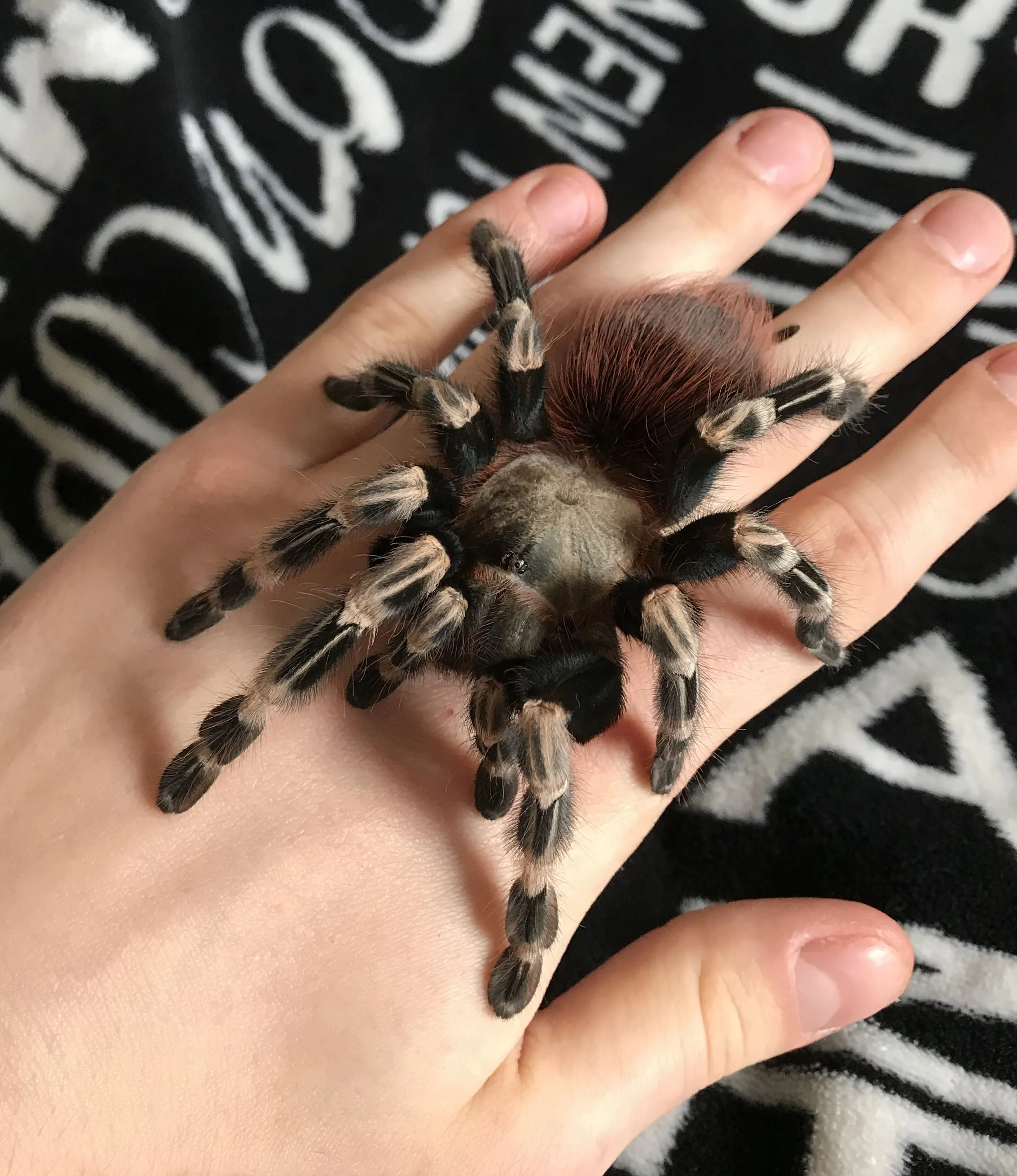 20691 tarantula molting