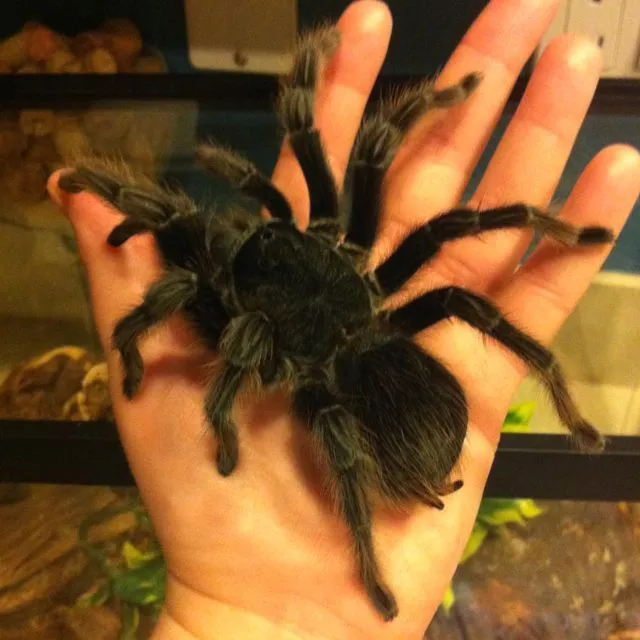 /img/20691-tarantula-pet-family.webp