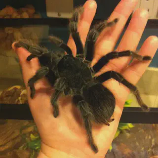 /img/20691-tarantula-pet-family.webp