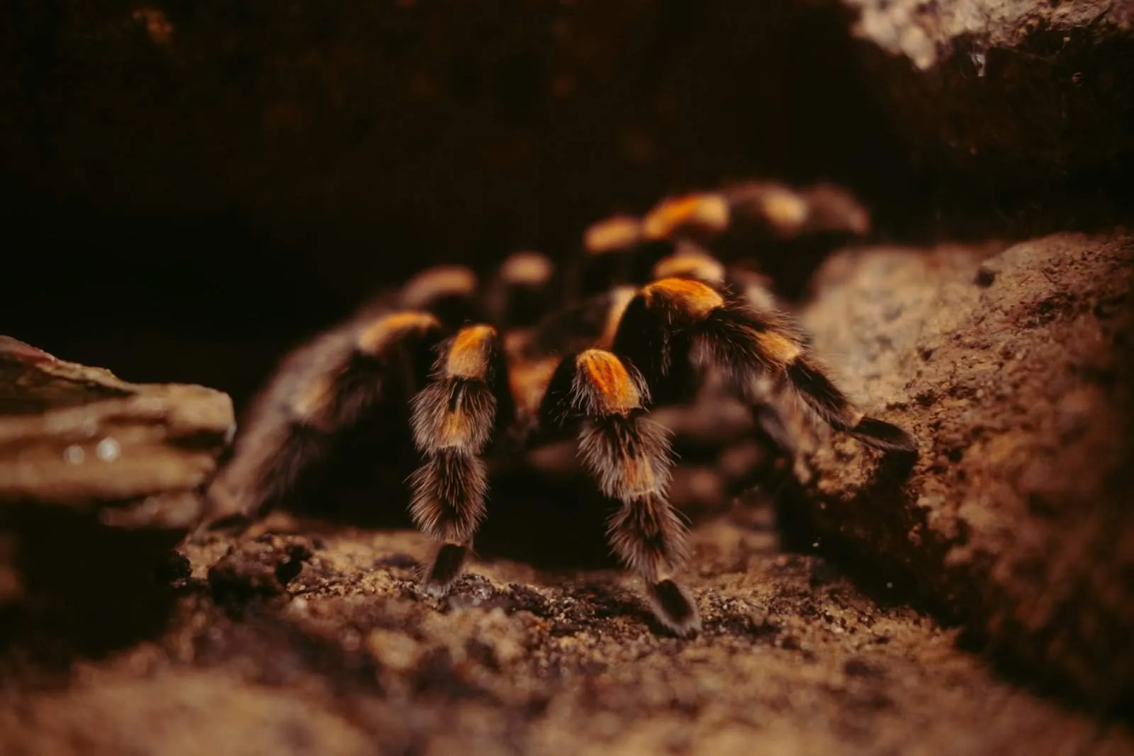 20696 female tarantula