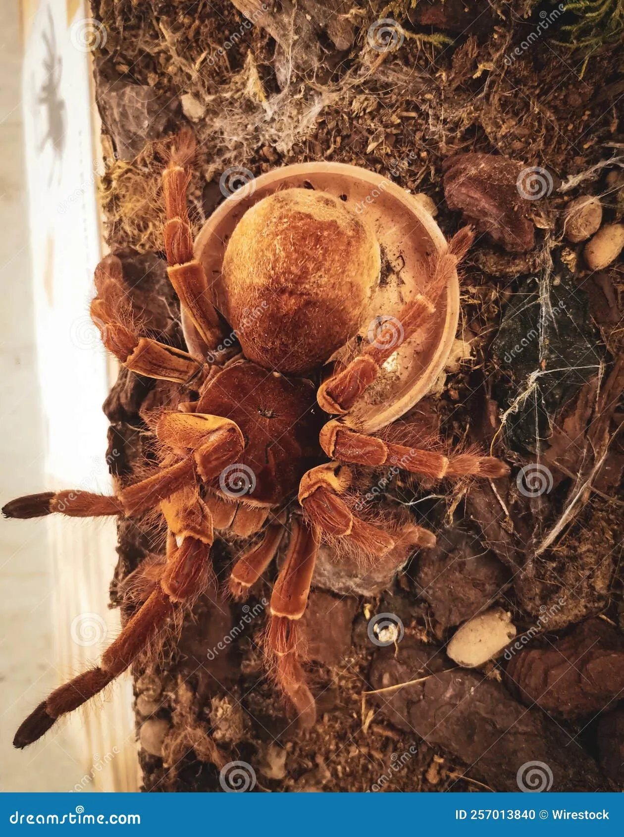 /img/20696-tarantula-health.webp