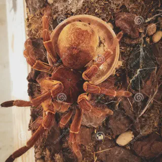 /img/20696-tarantula-health.webp