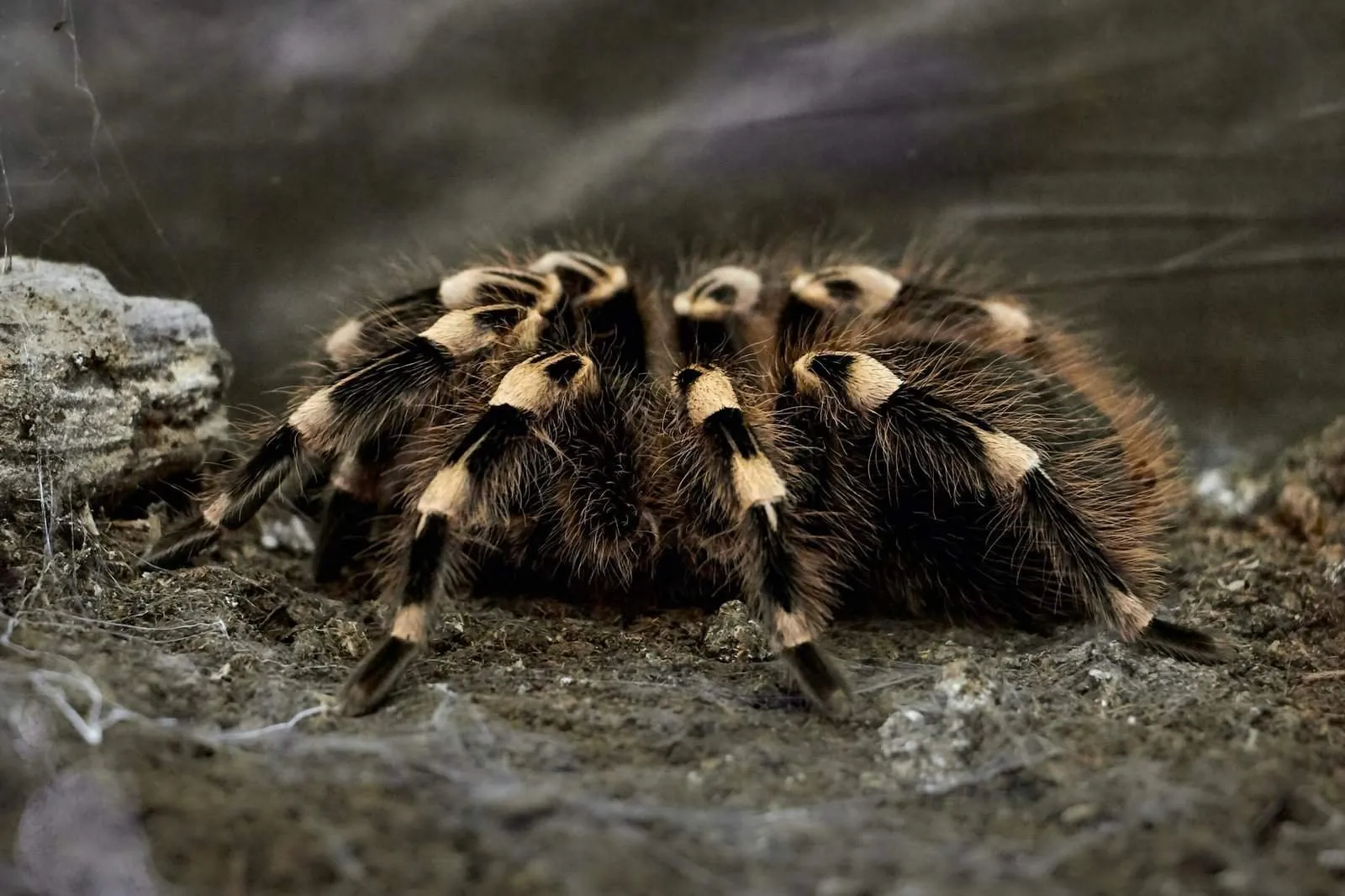 20696 tarantula species