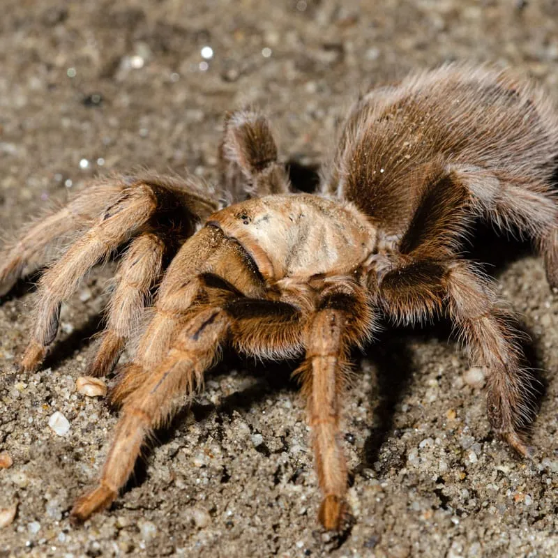 20697 blonde tarantula close up