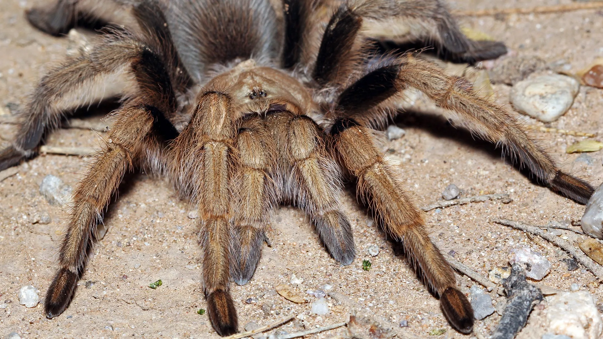 20697 blonde tarantula feeding