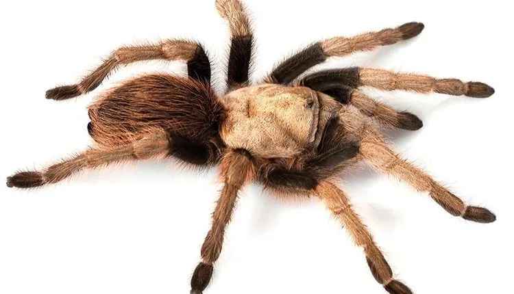 20697 blonde tarantula handling
