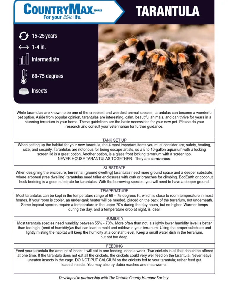 20697 blonde tarantula in habitat