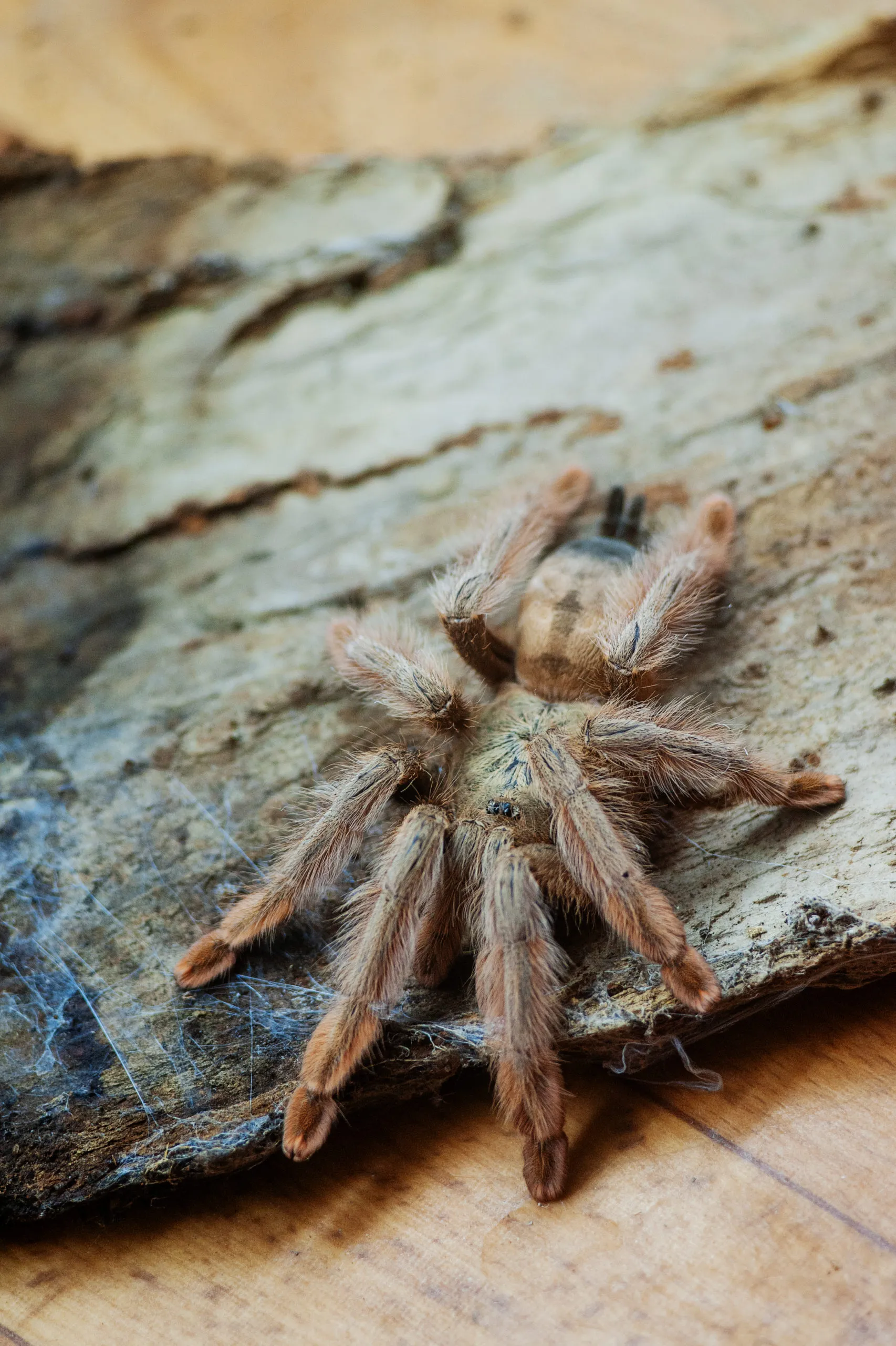 20697 blonde tarantula molting