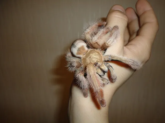 /img/20697-tarantula-water-dish.webp