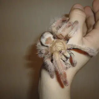 /img/20697-tarantula-water-dish.webp