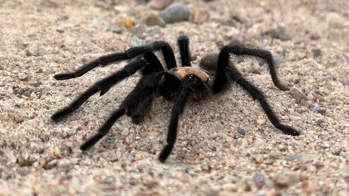 20698 observing tarantulas
