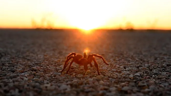 20698 tarantula close up