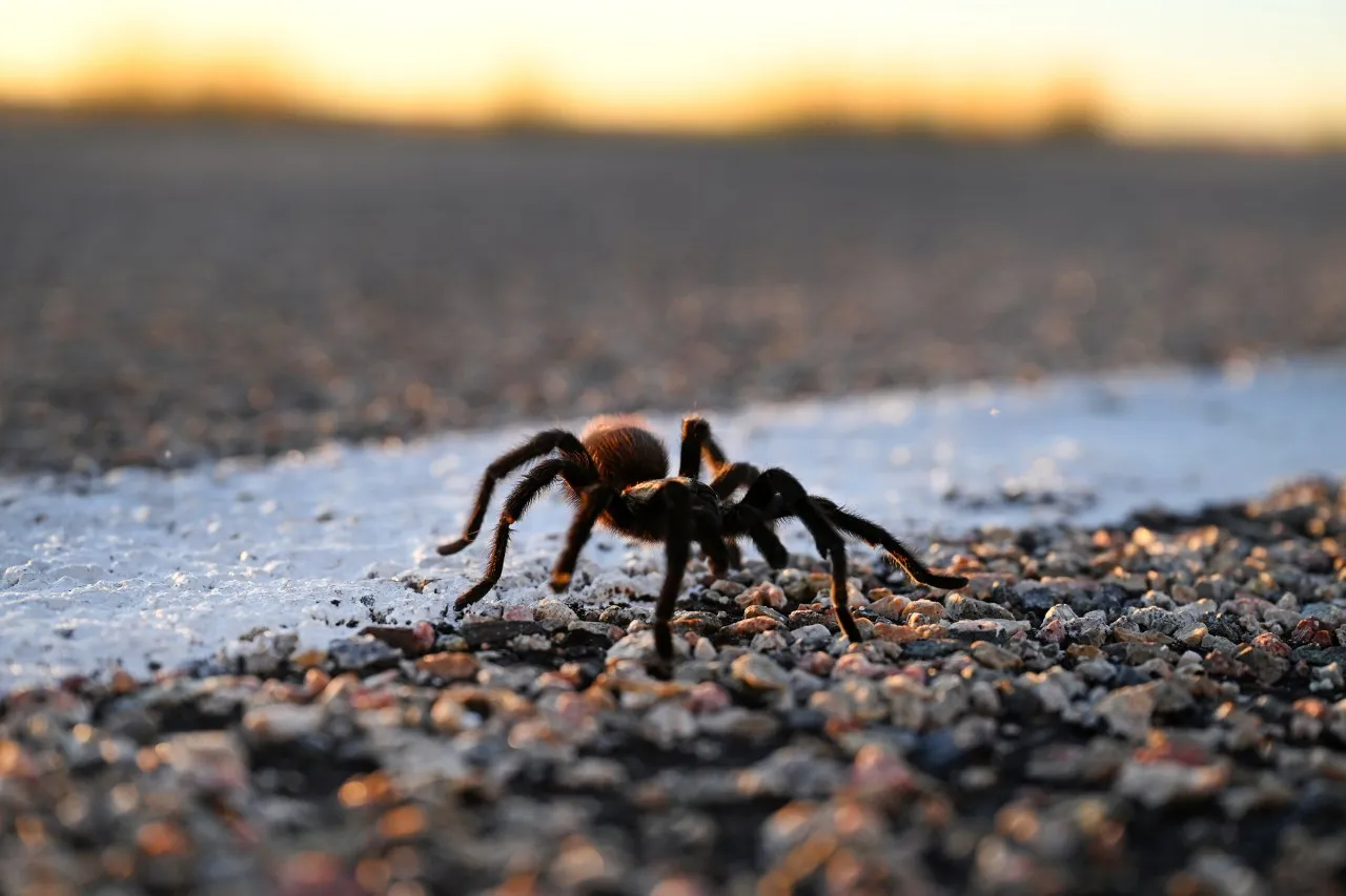 20698 tarantula conservation