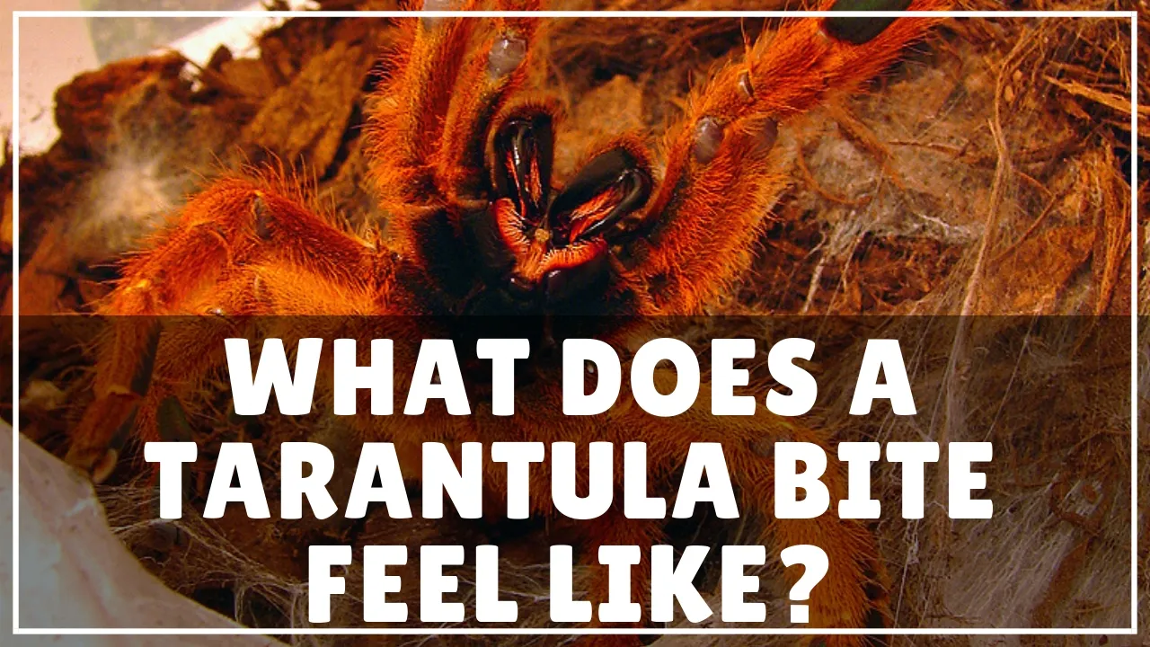 20699 recognizing tarantula bite