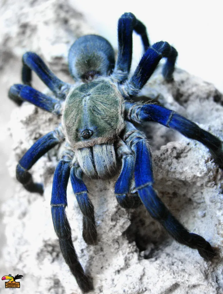 20701 guyana blue tarantula burrow