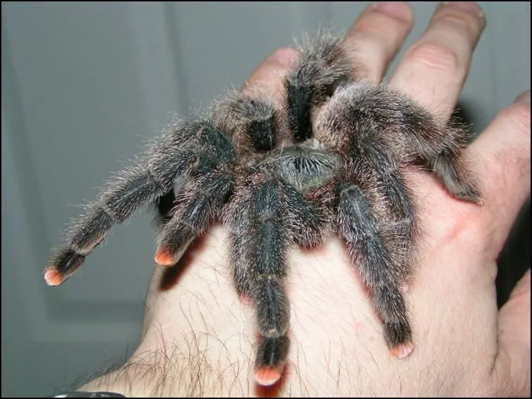 20701 guyana blue tarantula conservation