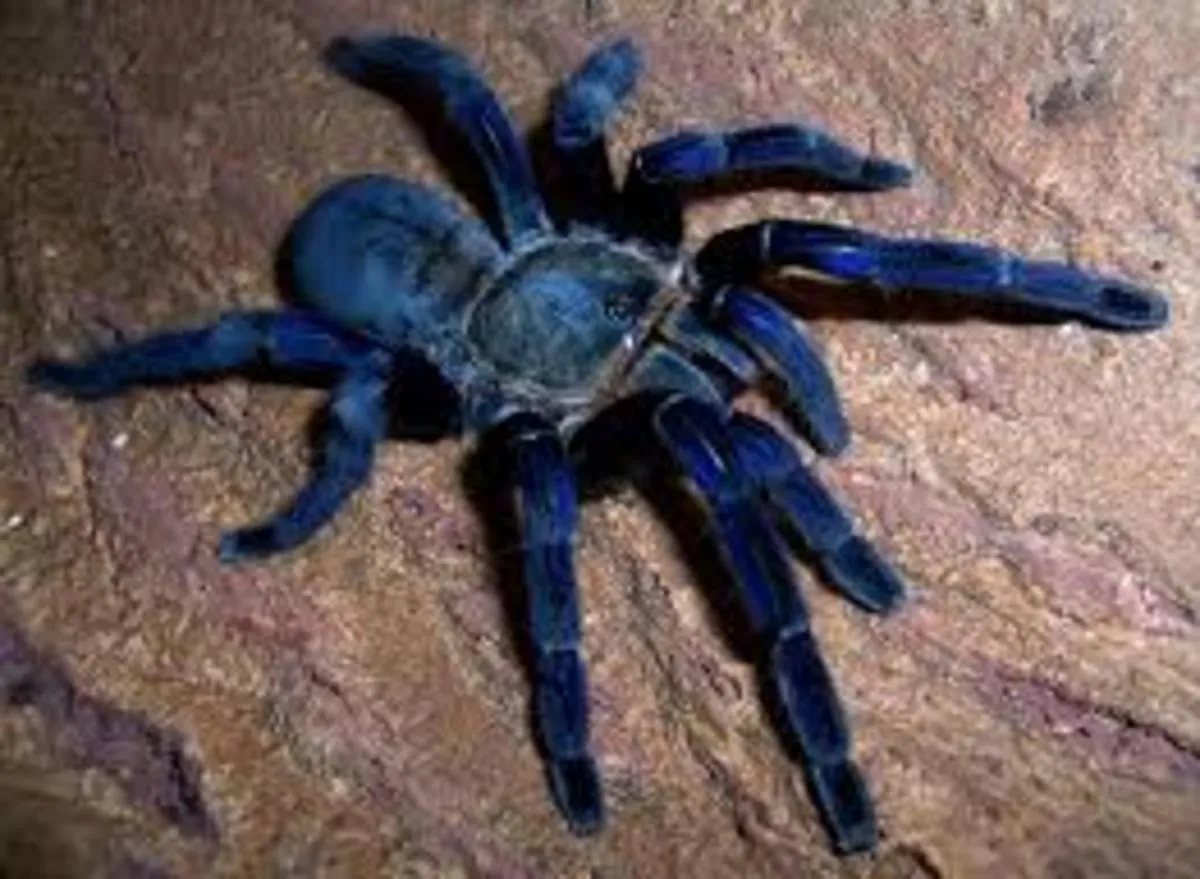 /img/20701-guyana-blue-tarantula-juvenile.webp