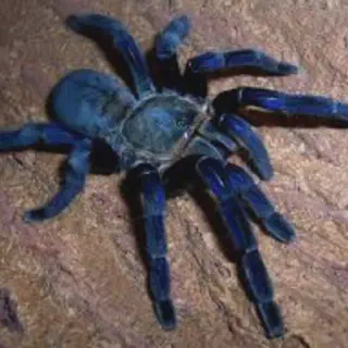 /img/20701-guyana-blue-tarantula-juvenile.webp