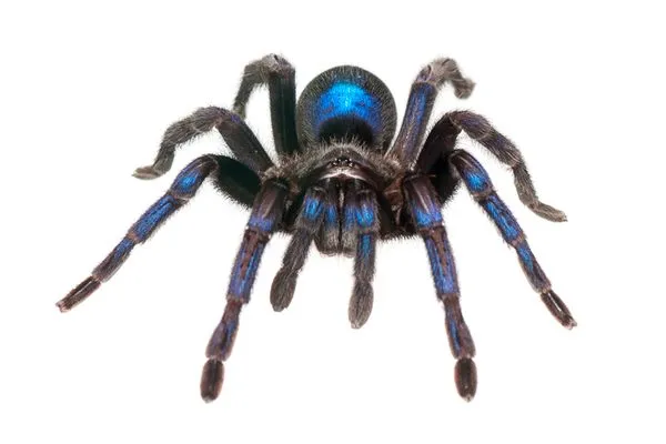 20701 guyana blue tarantula male female