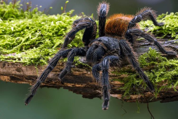 20701 guyana blue tarantula venom